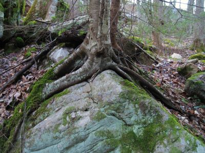 Growing On Boulder
Sill Branch, 3-11-2011
