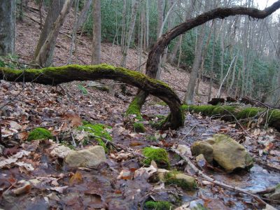 Monster Vine
Chigger Ridge, 
3-12-11
