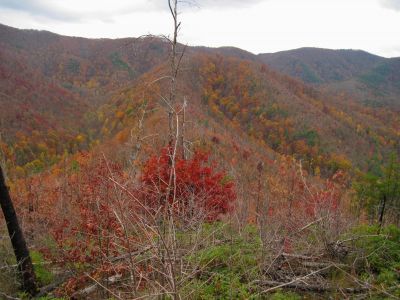 View From Big Pine Ridge Knob
Looking Down The Land-Bridge ...toward Big Pine Ridge Knob #2,
View from Big Pine Ridge Knob,
October, 2011

