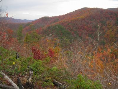 View From Big Pine Ridge Knob
The Bony Elbow Knob, Part of the Meat-Grinder Ridge,
October, 2011
