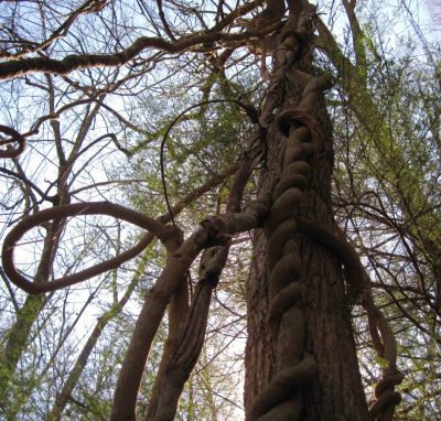Twisted Vines
Jones Branch,
3-19-2011
