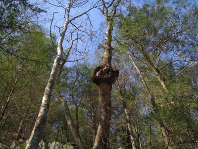 Large Tree With Growth In Middle
Above the Jones Branch Falls, 
3-19-2011

