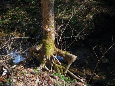 Tree With Feet
... South Fork of Sill Branch,
4-3-2011
