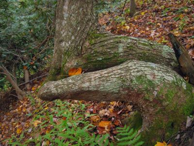 Bent Tree Trunk
Big Pine Ridge Knob,
October, 2011
