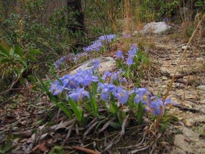 Cowbell Hollow Trail
Wild Iris along trail,
View...
4-16-2011
