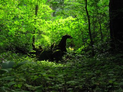 loch ness log
they're out there...
2016
