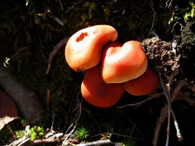 Cluster
Unaka Mountain, 
11-5-2011
