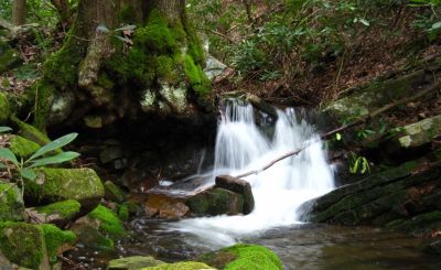 Cascades and Old Tree On Little Jennings Creek
4-16-2011

