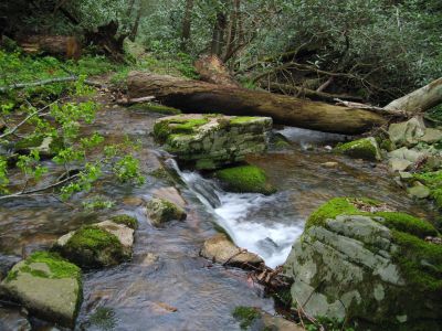 Creek Crossing
On Little Jennings Creek, 
in the Old Forge Area,
4-16-2011
