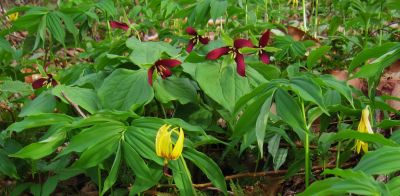 Trillium and Trout Lilies
Bald Mountain.
