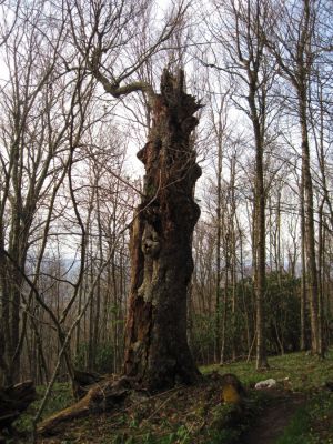 Old Tree
On Little Bald,
4-24-2011

