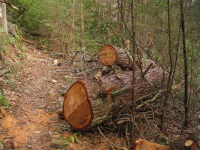 100 year old tree
cut out of the trail 
April, 2010
