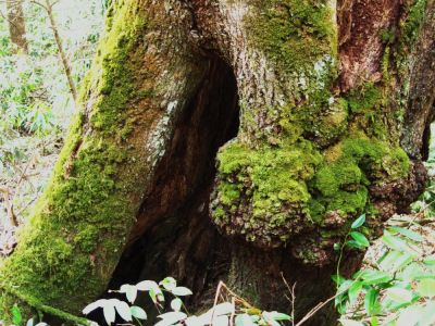 mossy and hollow
near Jones Branch,
April, 2010
