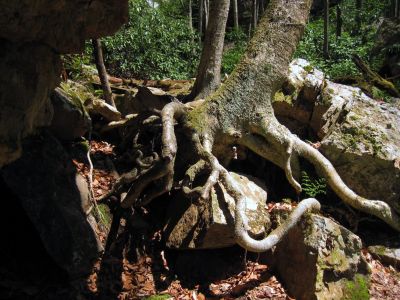 Roots
Gentry Creek Falls Trail,
4-30-2011
