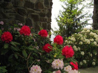 Rhodendron
Black Rock Mountain, Georgia,
May, 2011
