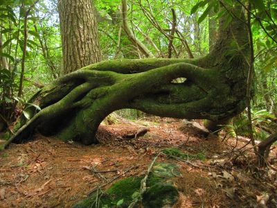 Unusual Tree
...near the Glen Falls Trail, Georgia,
May, 2011
