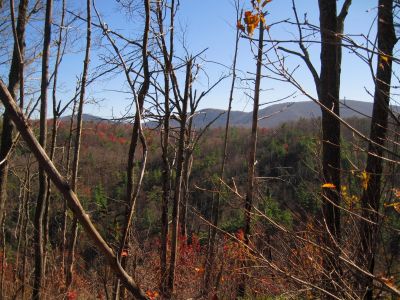 View From No Business Knob
Flattop Mountain  in the distance,
11-6-2011
