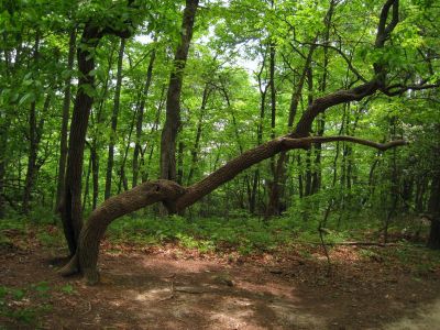 Crooked And Bent
Amicalola State Park, Georgia,
May, 2011
