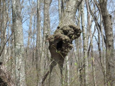 Gnarly Tree near Sams Gap
April, 2010
