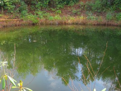 Pond
No Business Knob,
11-6-2011

