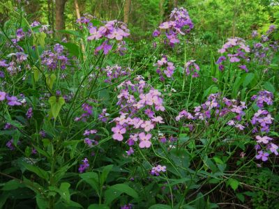 Violet Flowers
Damascus, VA
5-21-2011
