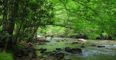 Beaverdam Creek
...near Backbone Rock.
5-22-2011
