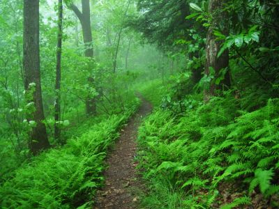 Trail Scene
Ferns...
Near Indian Grave Gap,
June, 2011
