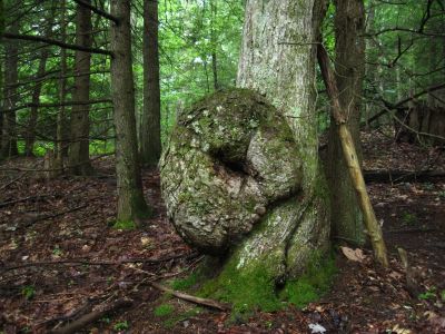Large Growth
Devils Creek Gap,
July, 2011
