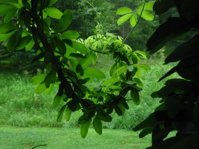 Curly Vine
July, 2011

