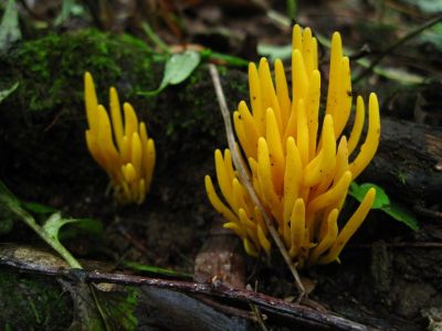 Yellow Coral Fungus
Bald Mountain Trail, 
July, 2011
