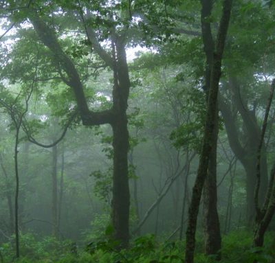 Tree In Clouds
Bald Mountain Trail, 
July, 2011
