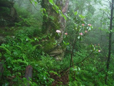 Trail Scene
Bald Mountain Trail,
July, 2011
