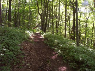 Appalachian Trail
Near Street Gap,
July 2009
