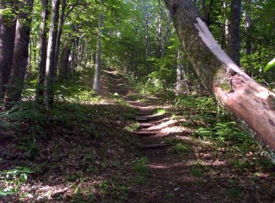Appalachian Trail
About a mile north of Sam's Gap,
July 2009
