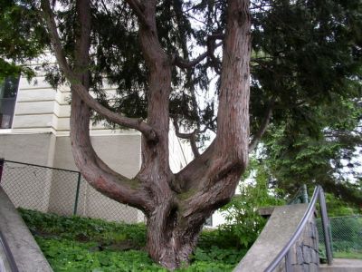 Evergreen
photo by Becky Hyder
