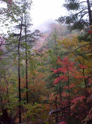 On the Appalachian Trail
photograph of knob bordering Jones Branch from the Appalachian Trail, October, 2009
