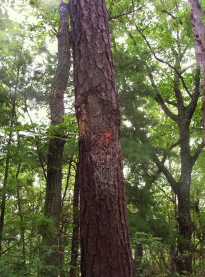 Bear-Claws Marks
...on pine tree, on the ridge-top of Sampson Mountain,
August 2009
