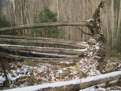 Cluster of Fallen trees
in Sill Branch Area in the Sampson Wilderness,
January 2010
