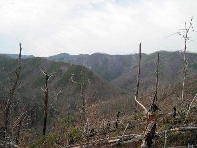 Views from Big Pine Ridge
More views of Longarm Ridge and Sampson Mountain as seen from the narrow 'landbridge' between the lower Big Pine Ridge Knobs.
January 2010
