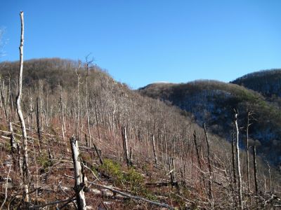 Big Pine Ridge
Looking toward the Cliffs from the 2nd B.P.R. knob ('The Pyramid'), with Devil's Fork on the right...
January 2010

