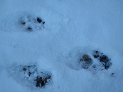 Coyote Tracks
In the snow on the trail on Rich Mountain.
January 2010
