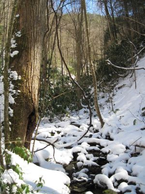 The 'Buckeye' Hollow
covered in snow...
3-6-10
