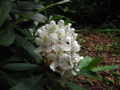 Mountain Laurel
Cherokee National Forest
6-24-2018
