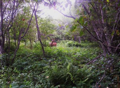 Deer Grazing in Meadow...
July 2009
