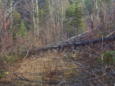 Trail to Devil's Fork Falls
Fallen trees on the Big Pine Ridge Trail,
11-09
