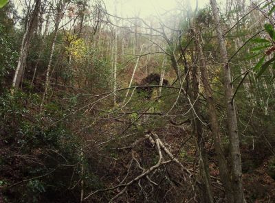 Large Fallen Oak Tree
...next to the Middle Devil's Fork Falls,
aka 'Josiah Falls'.
11-09
