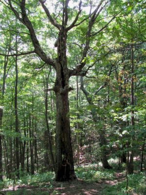 Tyler Inside Gnarly Tree
Greasy Creek Gap,
photo by Rat
