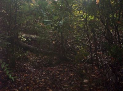 Large Fallen Tree
on the trail in Jones Branch on Unaka Mountain,
October, 2009

