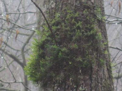 Moss on Tree
...On the way to Buckeye Falls,
2-24-2010
