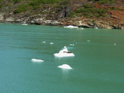 Seal
Photo by Becky Hyder
